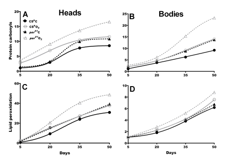 Oxidative damage accumulates to higher levels in aging per01flies. Fold increase was calculated based on day 5 values in CSp males under normoxia (numerical values are shown in Supplementary Table 2 and Supplementary Table 3). Top: Protein carbonyls (PC) in heads (A) and bodies (B) of CSp (solid line) and per01(broken line) in normoxia (black) and after hyperoxia (gray). PC levels were significantly higher in per01than in CSp fly heads on day 35 and 50, and on day 50 in bodies under normoxia. Hyperoxia on day 35 and 50 induced significantly higher PC levels per01head and bodies compared to CSp age-matched controls. Bottom: Lipid peroxidation product 4-HNE in heads (C) and bodies (D). In normoxia, per01flies accumulated significantly more 4-HNE in heads and bodies compared to CSp in all ages except day 5. Under hyperoxia, significant increase in 4-HNE accumulation was observed in per01heads and bodies on day 20, 35 and 50 compared to CSp males. For statistical analysis of PC and HNE data refer to Supplementary Table 2 and Supplementary Table 3. 