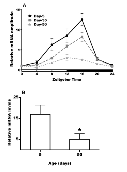 Expression of per mRNA declines with with age in heads of CSp flies. (A) Daily mRNA expression profiles of per in day 5, 35 and 50 male heads. White and black horizontal bars mark periods of light and darkness respectively. Values were normalized to rp49 and calibrated against ZT0 (taken as 1) for each age and represented as mean ± SEM of 3 bioreplicates. (B) The peak levels of per mRNA are significantly reduced (* = p