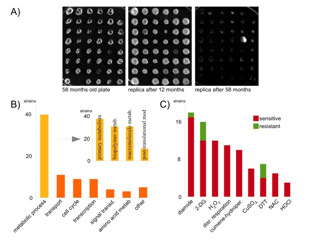 Oxidant-resistance is not a premise for long-time survival in the cold