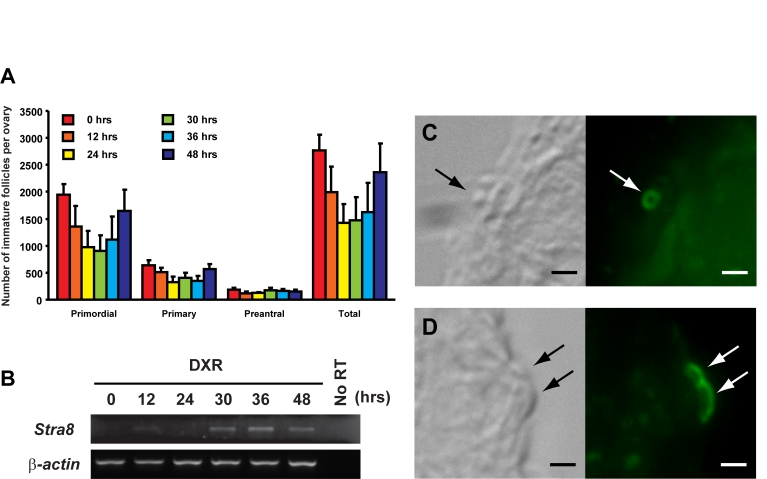 Induction of ovarian Stra8 expression in adult female mice is correlated with oocyte renewal