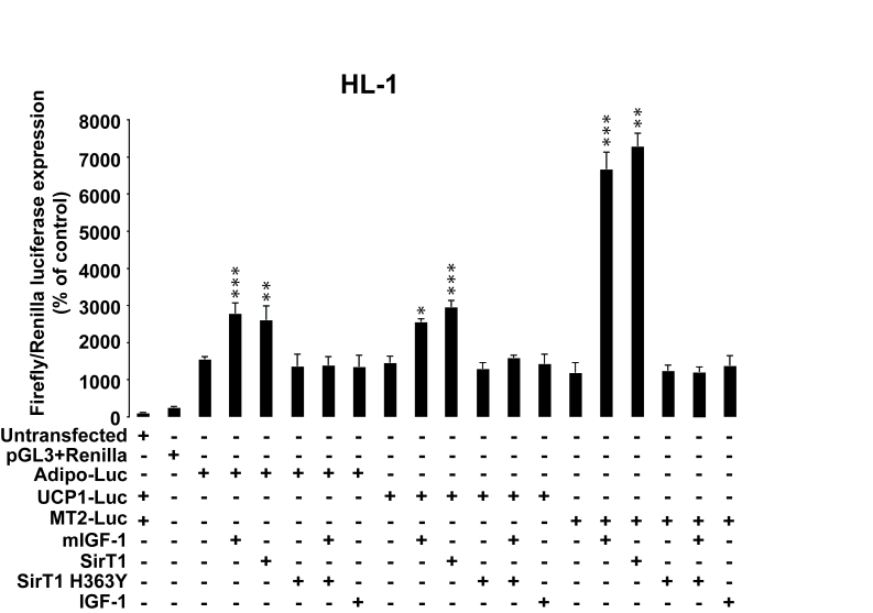 SirT1 is necessary for promoter-dependent mIGF-1-dependent upregulation of anti-oxidant and hypertrophic genes adiponectin, UCP1 and MT-2