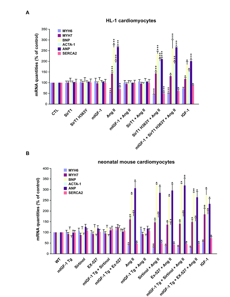 mIGF-1 prevents Ang II- and IGF-1-induced fetal gene program activation