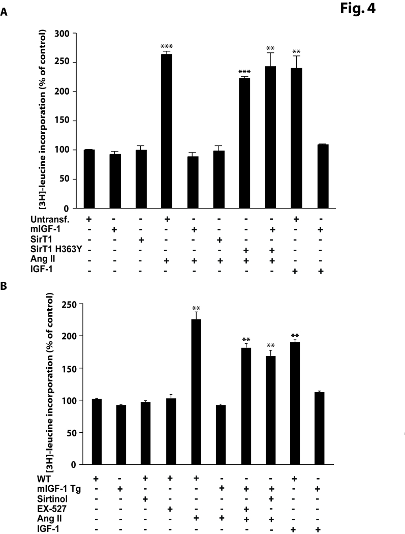 mIGF-1 prevents Ang II- and IGF-1-induced cell hypertrophy ([3H]-leucine incorporation) in HL-1 cardiomyocytes and in mouse neonatal primary cardiomyocytes