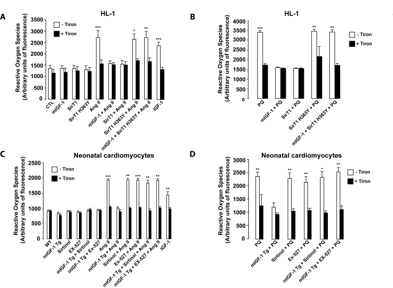 mIGF-1 prevents Ang II-, PQ- and IGF-1-induced increase in reactive oxygen species (ROS) generation in HL-1 cardiomyocytes and in mouse neonatal primary cardiomyocytes