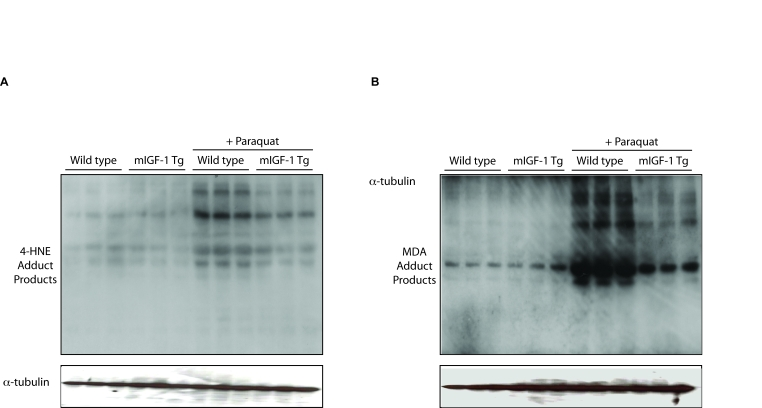 mIGF-1 protects the murine heart from PQ-induced oxidative stress