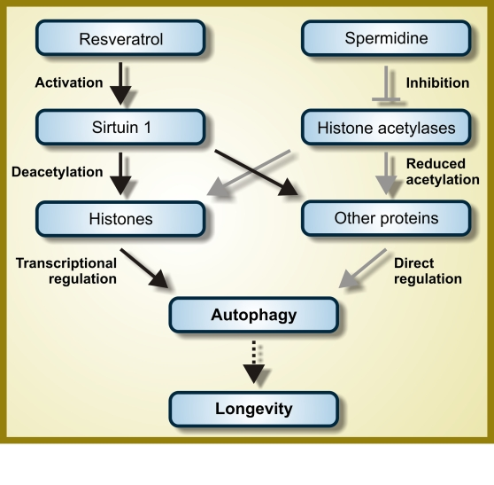 Hypothetical mode of action of resveratrol and spermidine as autophagy inducers