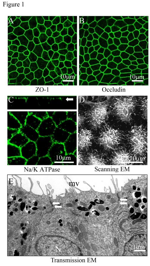 Confocal and electron microscopic characterization of polarized RPE cells