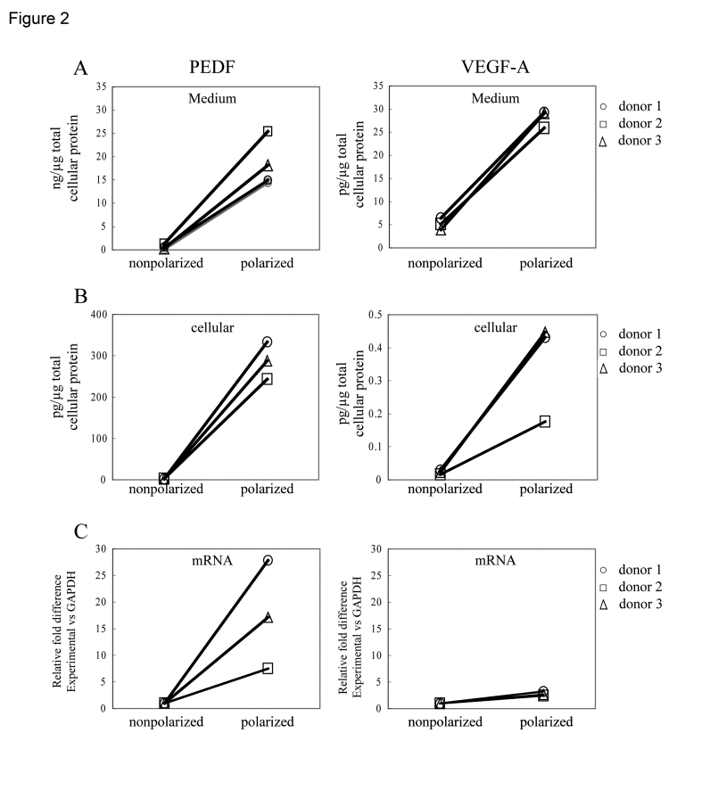 Differences in PEDF and VEGF secretion between nonpolarized and polarized RPE from various donors after 24h