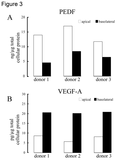Polarized secretion of PEDF and VEGF in differentiated human RPE cells