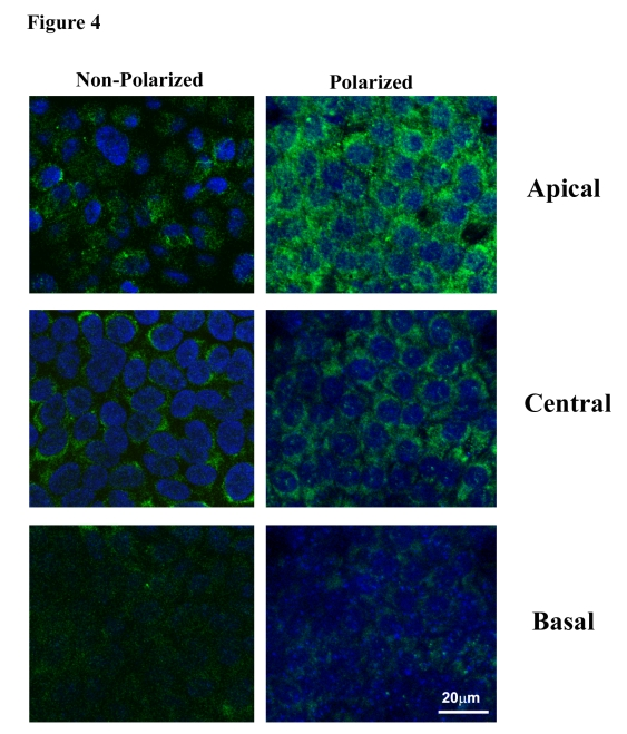 Distribution of PEDF in apical, central and basal regions in nonpolarized and polarized RPE cells by confocal microscopy
