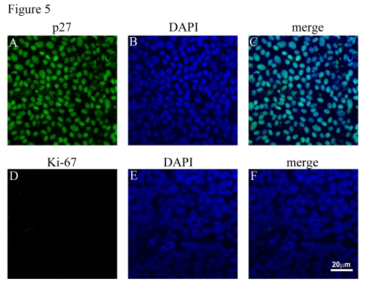 Cell cycle analysis of polarized RPE monolayers