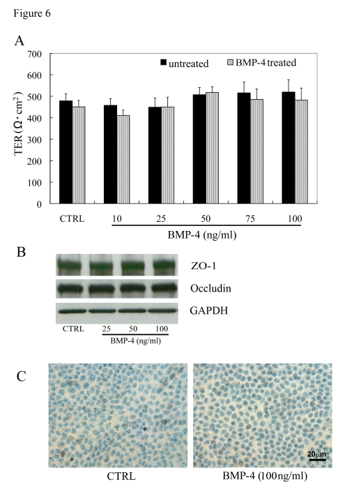 Effect of BMP-4 treatment in highly differenti-ated RPE monolayers