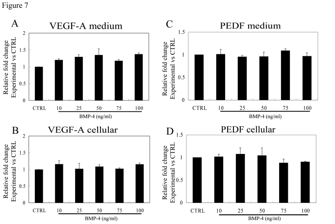 Effect of rhBMP-4 treatment on secretion of VEGF-A and PEDF from nonpolarized RPE cells