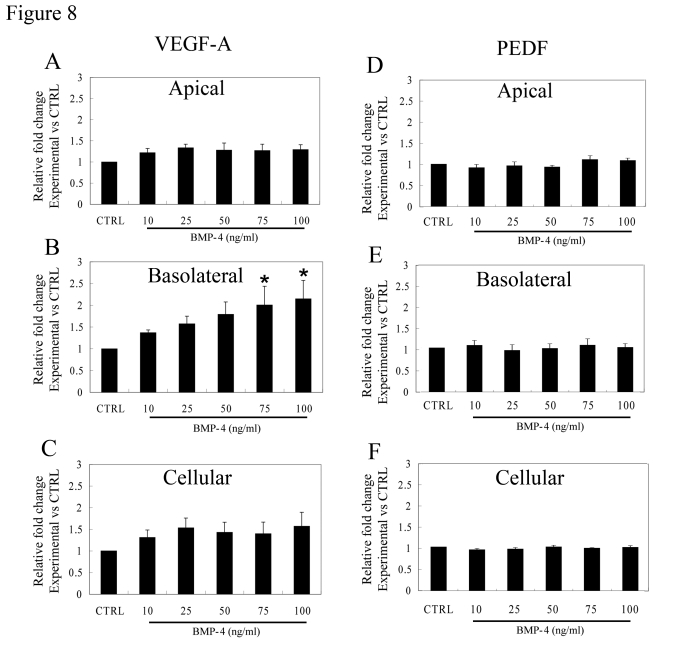 Effect of BMP-4 on VEGF-A and PEDF secretion from polarized RPE