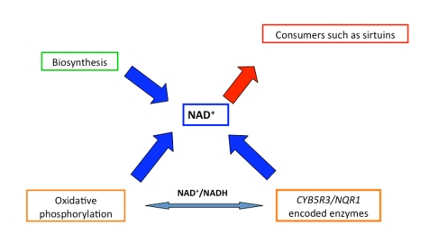 Role of the different characters to guarantee the availability of NAD+ to consumers maintaining at the same time the cellular redox homeostasis through a balanced NAD +/NADH ratio