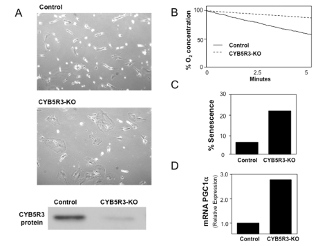 MRC-5 normal human diploid fibroblasts were CYB5R3-silenced (KO cells) and cultured in DMEM medium supplemented with FBS 10%