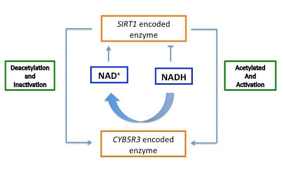 Hypothesis of the regulatory connection between cytochrome b5 reductase and sirtuin to maintain SIRT1 dependent respiration and cytosolic NAD+/NADH ratio