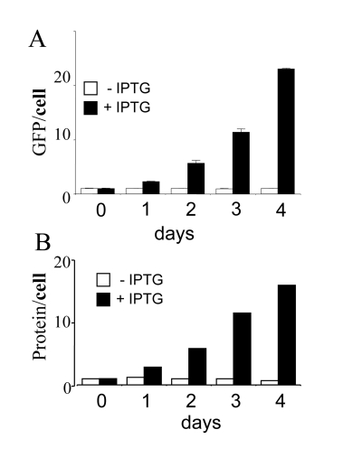 Cellular hypertrophy during senescence induction