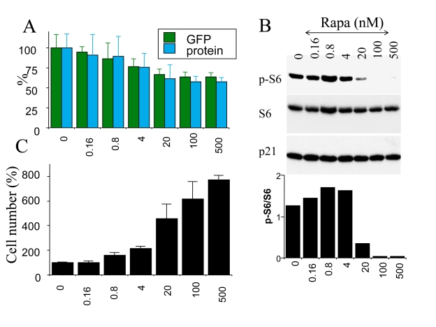 Correlation between S6 phosphorylation, hypertrophy and loss of proliferative potential in senescent cells