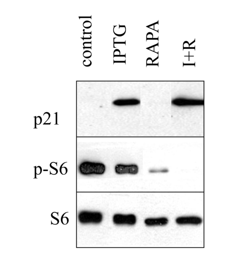 Induction of p21 by IPTG