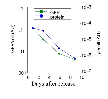 Loss of hypertrophy following release