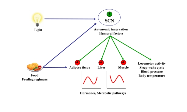 Resetting signals of the central and peripheral clocks