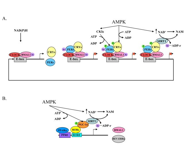 The core mechanism of the mammalian circadian clock and its link to energy metabolism