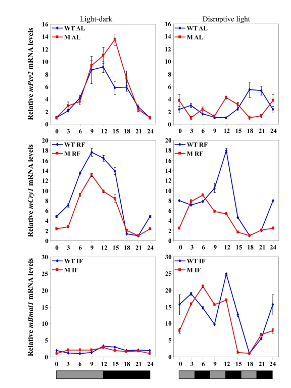 Clock gene expression in the liver under various feeding and lighting conditions in αMUPA (M) and WT mice