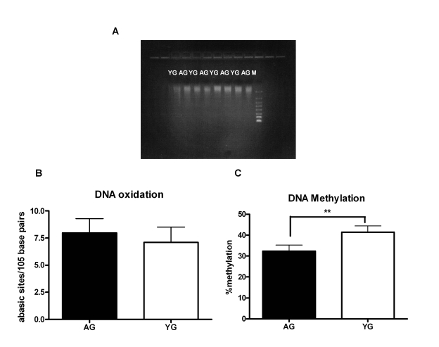 DNA from aged subjects is demethylated compared to DNA from young subjects