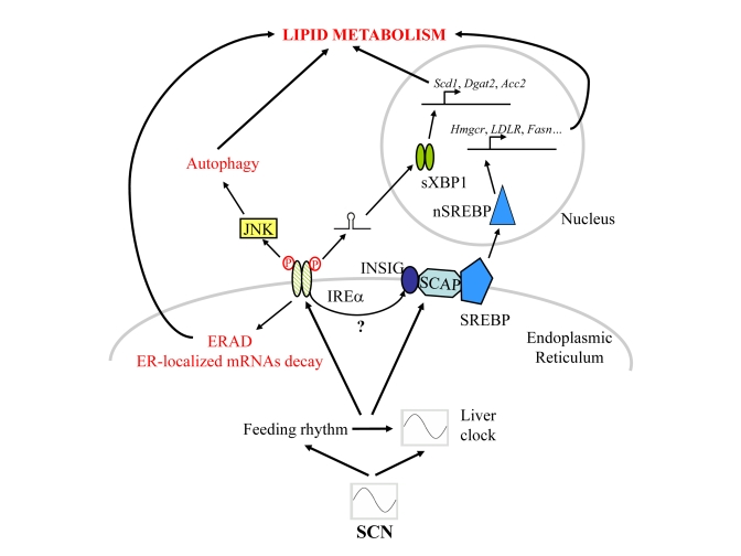 Schematic representation of the signalling pathways post-transcriptionally regulated by the circadian clock and/or rhythmic feeding cues in mouse liver