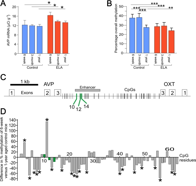 Age related changes in AVP expression and DNA methylation