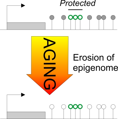 The Janus face of DNA methylation in aging