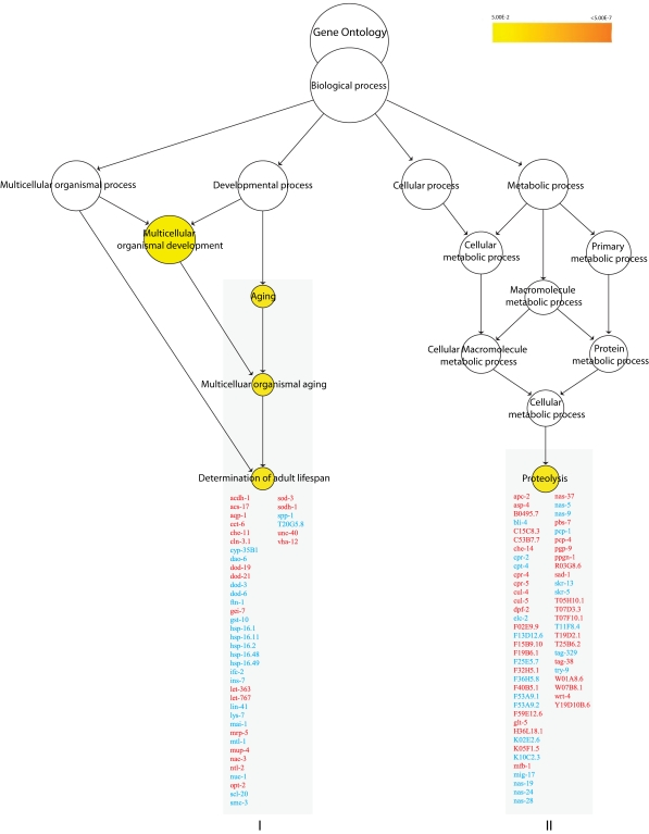 Overrepresented biological processes in N2 vs.  nth-1.