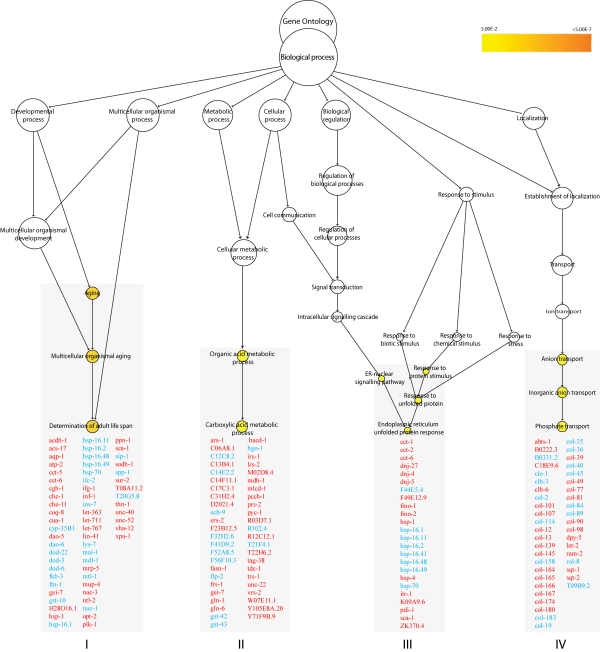 GO enrichment clusters in  xpa-1.