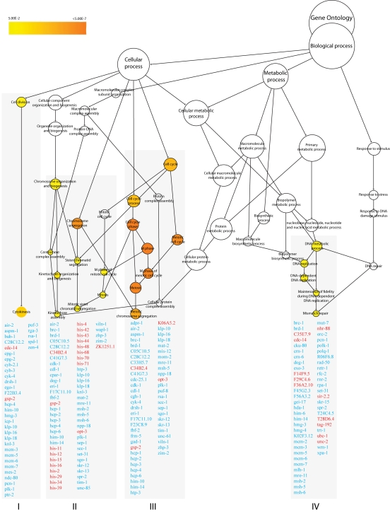 GO enrichment clusters in nth-1;xpa-1