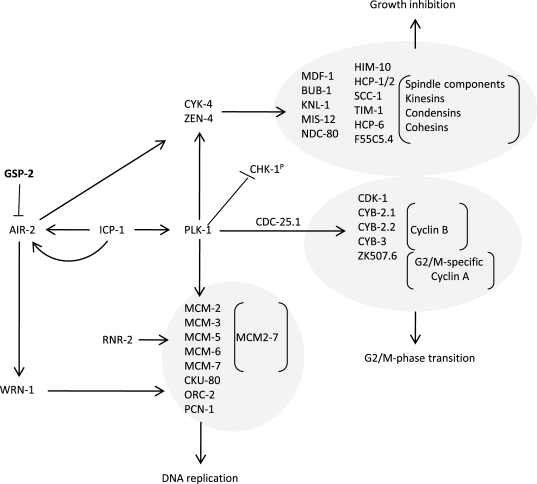 Somatic preservation through modulation of AIR-2 and PLK-1 signaling networks in  nth-1;xpa-1.