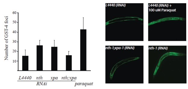 Oxidative stress is induced upon depletion of NTH-1 or XPA-1