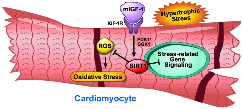 Model depicting the role of mIGF-1 regulation in cardiomyocytes
