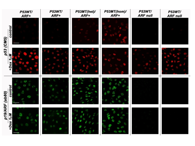 The p53/p19ARF status of various MEF lines derived from normal strain 129 mice