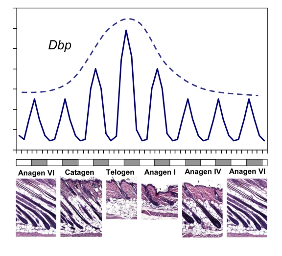 CLOCK-controlled gene expression in skin has a circadian pattern and correlates with synchronized hair growth cycles