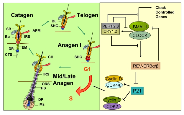 A model for how circadian clock genes participate in regulation of the synchronized hair growth cycle through regulation of cell cycle progression in the secondary hair germ