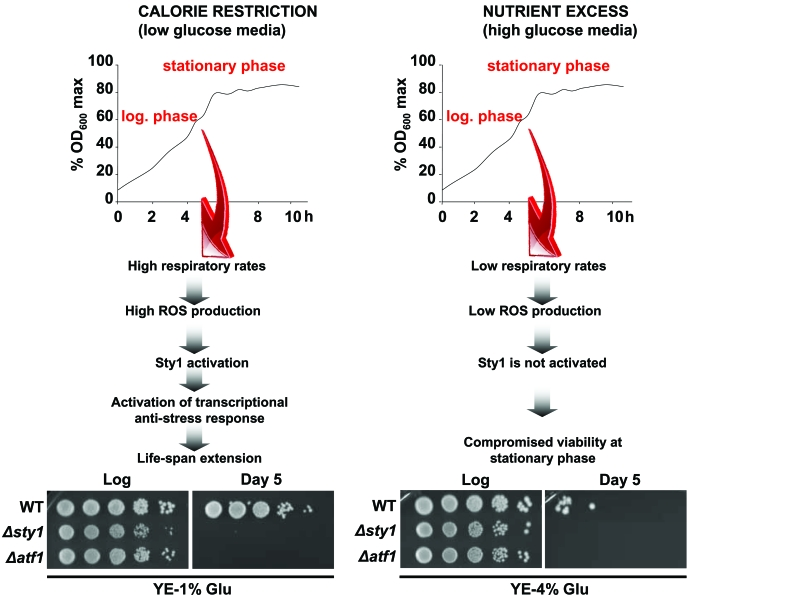 Activation of Sty1 stress response pathway is required for life extension upon calorie restriction