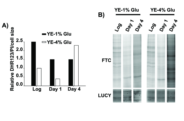 Oxidative stress as a cause of death of stationary phase, glucose-rich cultures