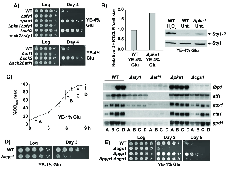 Role of the Sty1, Pka1 and TOR-Sck2 pathways in stationary phase