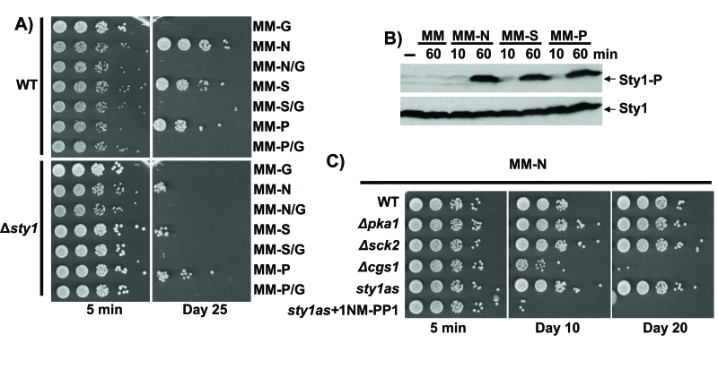 Quiescence establishment upon nitrogen, sulphate or phosphate starvation is glucose- and Sty1-dependent