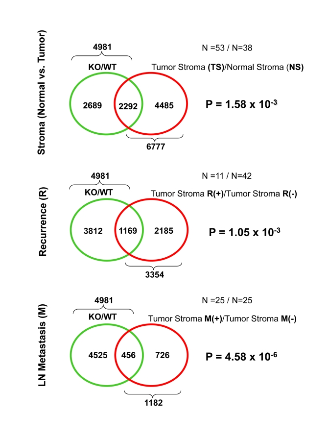 Venn diagrams for the transcriptional overlap between Cav-1 (-/-) stromal cells and tumor stroma from breast cancer patients