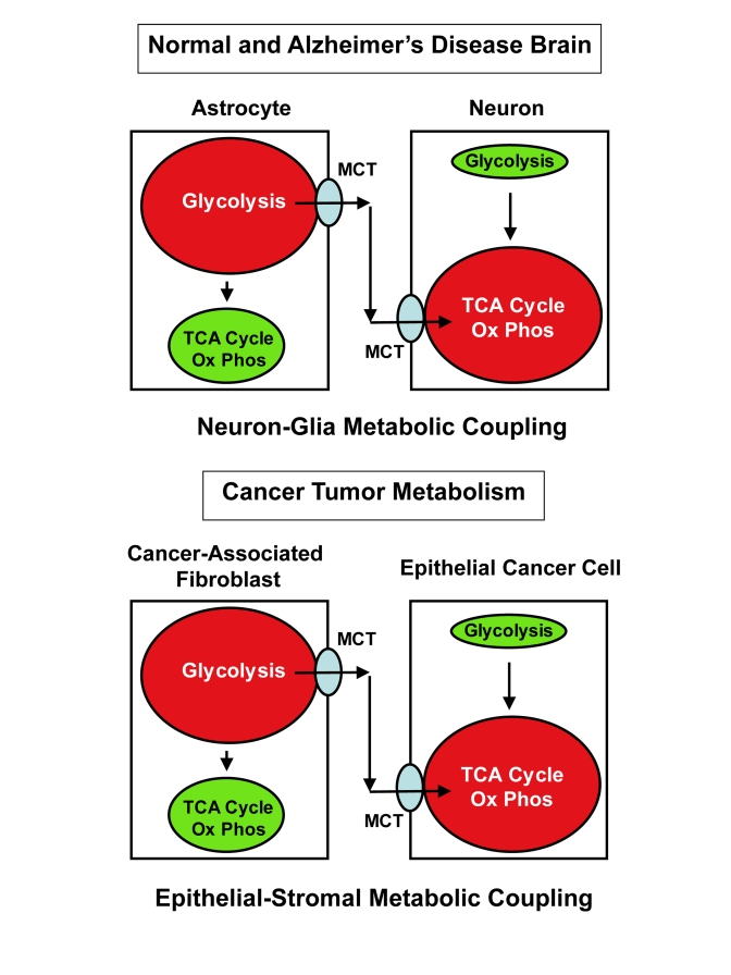 Comparisons between the "Reverse Warburg Effect" and "Neuron-Glia Metabolic Coupling", suggest "Epithelial-Stromal Metabolic Coupling"