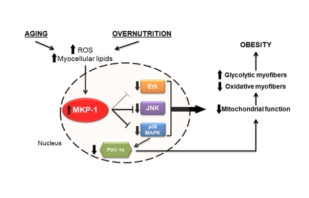 Potential relationship between aging, overnutrition and MKP-1-mediated regulation of skeletal muscle mitochondrial function