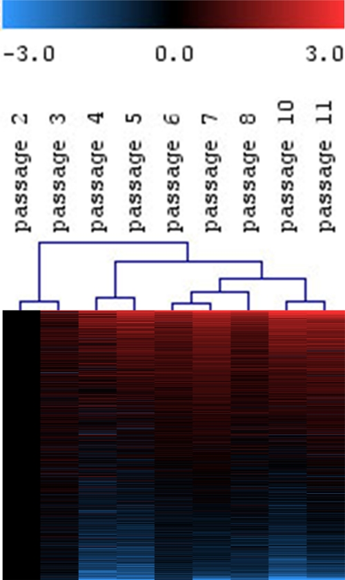 Continuous gene-expression changes in MSC upon long-term culture