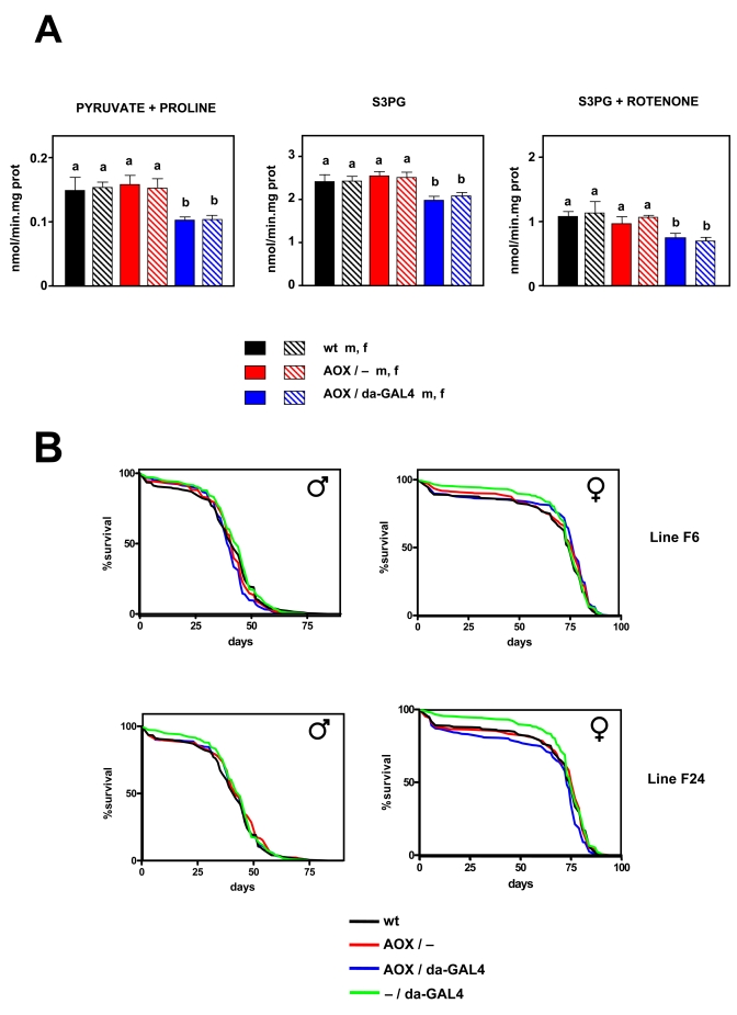 Effect of AOX expression on mtROS production and lifespan